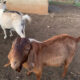 2 registered Boer Billy Goats for sale