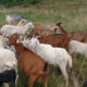 Kiko Spanish Cross nanny goat herd & Guard Dogs For Sale