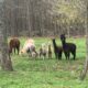 Bred wool ewes , Rams , Alpacas, Donkeys For Sale