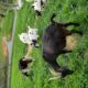 kiko/boer cross goat herd & Katahdin ram For Sale