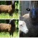 Spring Finnsheep ram lamb and various other quality breeding stock for sale