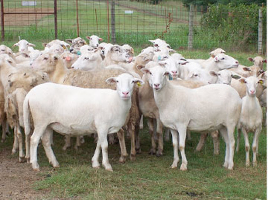 Kiko & Boer Goats & Hair Sheep Salem VA Sheep Show Ad NRV